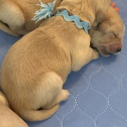 Golden Retriever Puppies from Gail’s Goldens