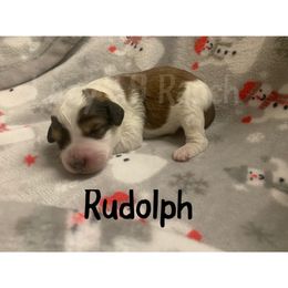 Boy 1 - Aussiedoodle puppy in Tonopah, Arizona from Lazy T9 Ranch