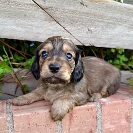 Prince - Cream male Dachshund puppy in Deming, New Mexico from FoxieDoxies of New Mexico