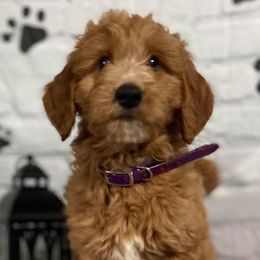 Goldendoodles from Precious Doodles
