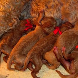 Poodle Puppies from Snowy mt poodles