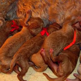 Poodle Puppies from Snowy mt poodles