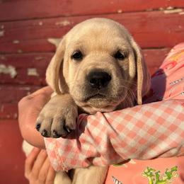 Winnie - 5th Generation Family Lab - Yellow female Labrador Retriever puppy in Earlham, Iowa from Family Labs