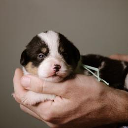 Mary - Black and tan female Pembroke Welsh Corgi puppy in South Otselic, New York from Ridge Top Corgis