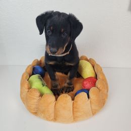 Pineberry - Black and rust male Beauceron puppy in Seattle, Washington from SilverStruck Kennels