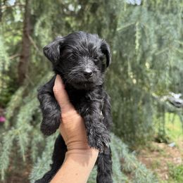 Samantha - Black female Yorkipoo puppy in Henderson, North Carolina from Dorans Danes and Doodles