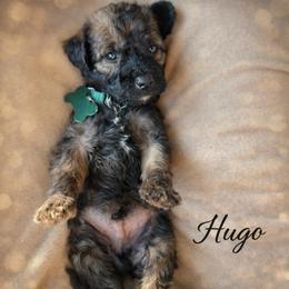 Hugo - Wheaten male Whoodle puppy in Knoxville, Tennessee from Fleury Farm Doodles TN