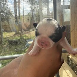 Angle - Black and white female Shih Tzu puppy in Skipperville, Alabama from Nay Nay’s Babies