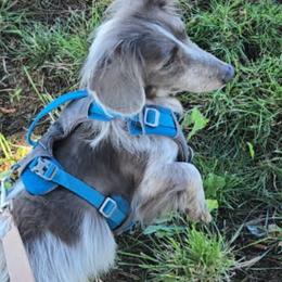 Oakley - Piebald male Dachshund puppy in Chehalis, Washington from McJazzin Doxies
