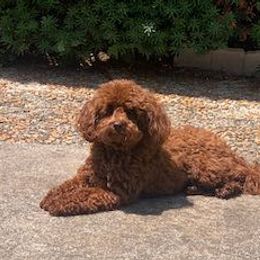 Poodle Puppies from Curly Top Poodles