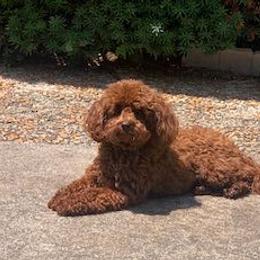 Poodle Puppies from Curly Top Poodles