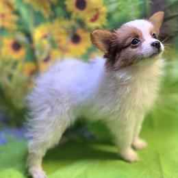 Vixen - White female Companion Cross puppy in Davenport, Washington from Lovely Ladies and Little Asses Miniature Equines (L3A Pomeranians & Papillons)