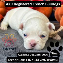 Stuart - White male French Bulldog puppy in Michigan from Fur Baby Farms