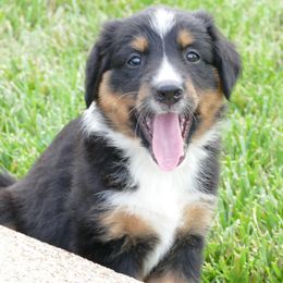 Girl 5 - Maggie - Tri-colored female English Shepherd puppy in California, Missouri from Oerly's English Shepherds