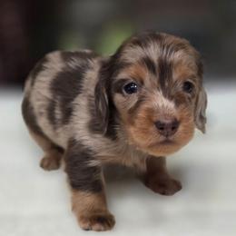 Niles - Chocolate and tan male Dachshund puppy in Oklahoma City, Oklahoma from OkieDoxieland Dachshunds