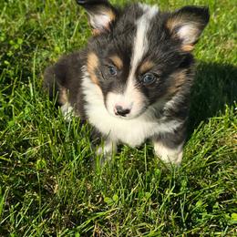 VERONICA fluffy tail docked - Black and tan female American Corgi puppy in Walker, Iowa from Double K Corgis
