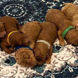 Poodle puppies from Beltane Bonnies