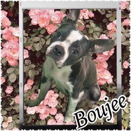 Boujie - Boston Terrier