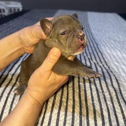 Roxy - Liver female French Bulldog puppy in Bolingbrook, Illinois from Flores Frenchies