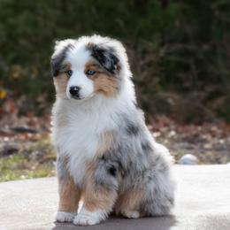 Outlaw - Blue merle male Miniature American Shepherd puppy in Omaha, Arkansas from Ashland Miniature American Shepherds & Miniature Australian Shepherds