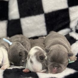 Pink collar - Tricolors female French Bulldog puppy in Wagoner, Oklahoma from Frenchie Frys