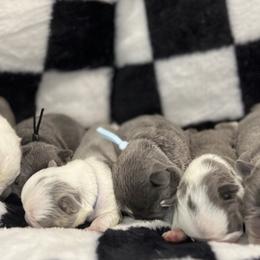 Pink collar - Tricolors female French Bulldog puppy in Wagoner, Oklahoma from Frenchie Frys