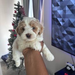 Benji - Parti male Goldendoodle puppy in Fort Myers, Florida from Gandystailsofjoy