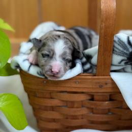 Everest (on hold) - Blue merle female Toy Australian Shepherd puppy in Quincy, Michigan from Ivy Meadows and Friends