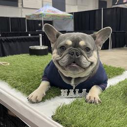 Nala - French Bulldog