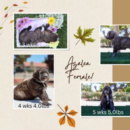 Azalea: A Garden of Joy! 🌺 - Sable Poodle puppy in Hesperia, California from HD Poodles