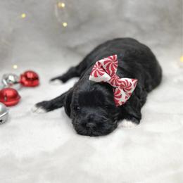 Rigatoni - Black female Goldendoodle puppy in Williamson, New York from Lakeside Doodles