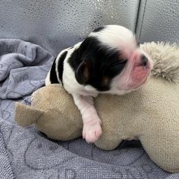 Rabbit - Black white and tan male English Toy Spaniel puppy in Pennsylvania from Enchanting Charlies
