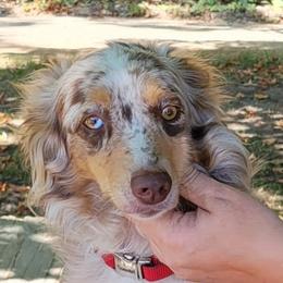 Izzy - Miniature Australian Shepherd