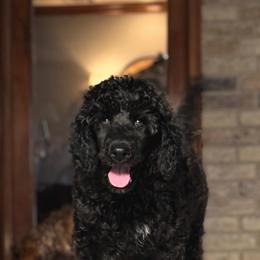 Daisy - Black female Poodle puppy in Midwest City, Oklahoma from Strawberry Hill Puppy Patch