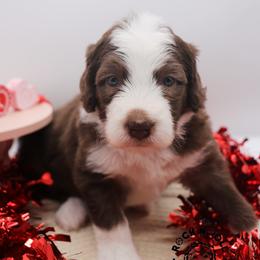 Daphne Bridgerton - Brown and white female Sheepadoodle puppy in Edmond, Oklahoma from Rock N Roll Doodles