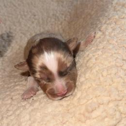Mars - Red merle male Australian Shepherd puppy in Yelm, Washington from Country Rose Australian Shepherds