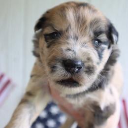 Milo - Red male Companion Cross puppy in Smallett, Missouri from Leshas Whoodles