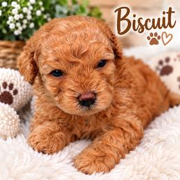 Biscuits - Brown male Shihpoo puppy in Cooper City, Florida from Jenny La Bone