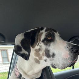 Cora - Great Dane