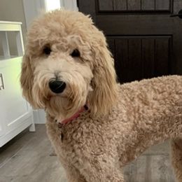Goldendoodles from Rainbow Doodle