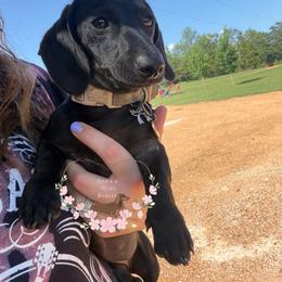 Nahla - Dachshund