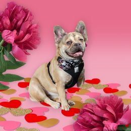 French Bulldog All Grown Up from Funny Farm Boston's & French Bulldog's