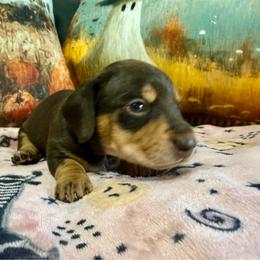 Rocco - Chocolate and cream male Dachshund puppy in Orlando, Florida from Weiner Wunderland of Central Florida