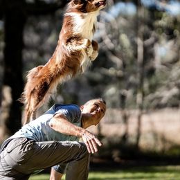 Miniature Australian Shepherds from Kat Fahle