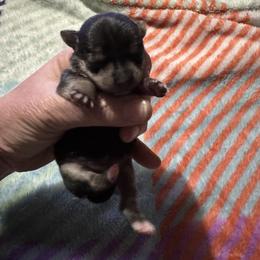 Chihuahua and Pembroke Welsh Corgi Puppies from Stephanie’s Corgi Colony