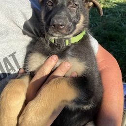 German Shepherd Puppies from TNT Pups