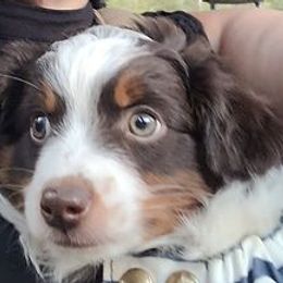 Miniature Australian Shepherds and Toy Australian Shepherds from Jewelz Gemz