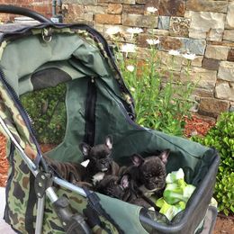 French Bulldog Puppies from Fancibul French Bulldogs