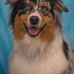 Raine - Australian Shepherd