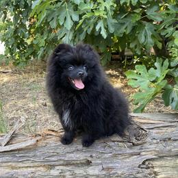 Tori - Black female Pomeranian puppy in Citrus Heights, California from Yev and Marina's Pomeranians (AKC)